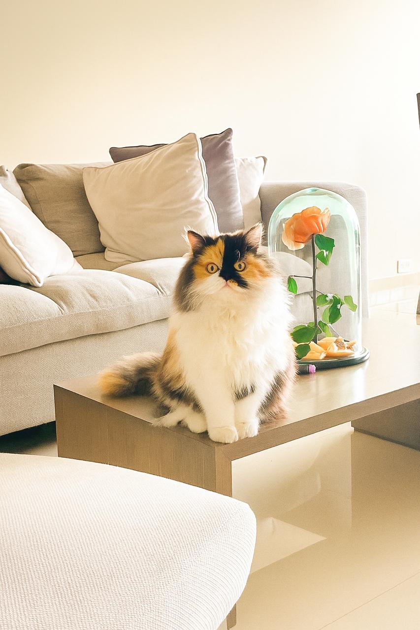 Gata en su hogar